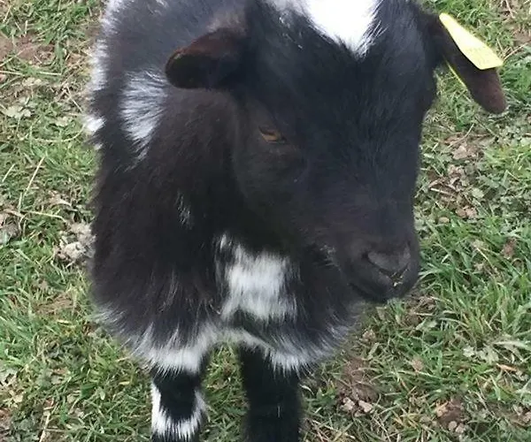 Le Du Bois Sebille * Verdelot